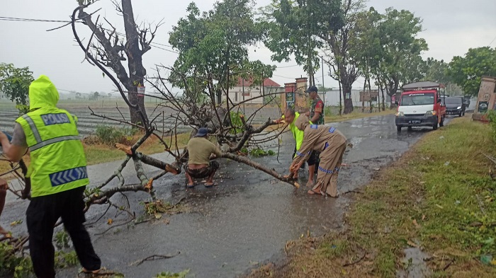 Polisi Sigap Tangani Pohon Tumbang di Jalan Raya Rejoso