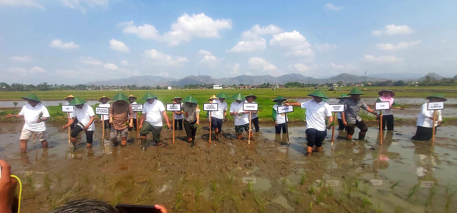 Tulungagung Melakukan Gerakan Percepatan Tanam Padi, Produksi Pangan Surplus 10.987,21 Ton