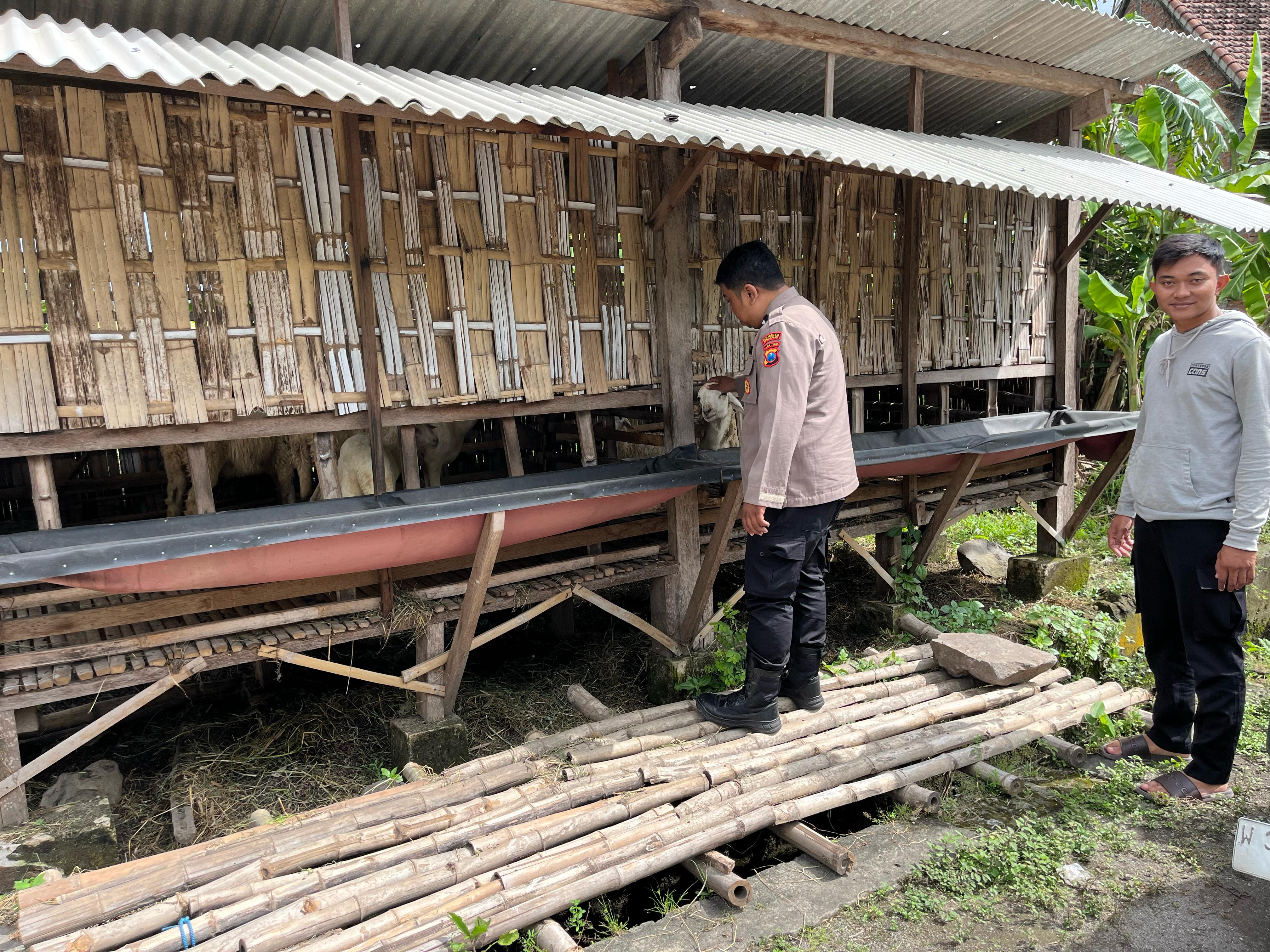 Polsek Krembung Dampingi Peternak Kambing Desa Rejeni, Dukung Ketahanan Pangan Bergizi P2B