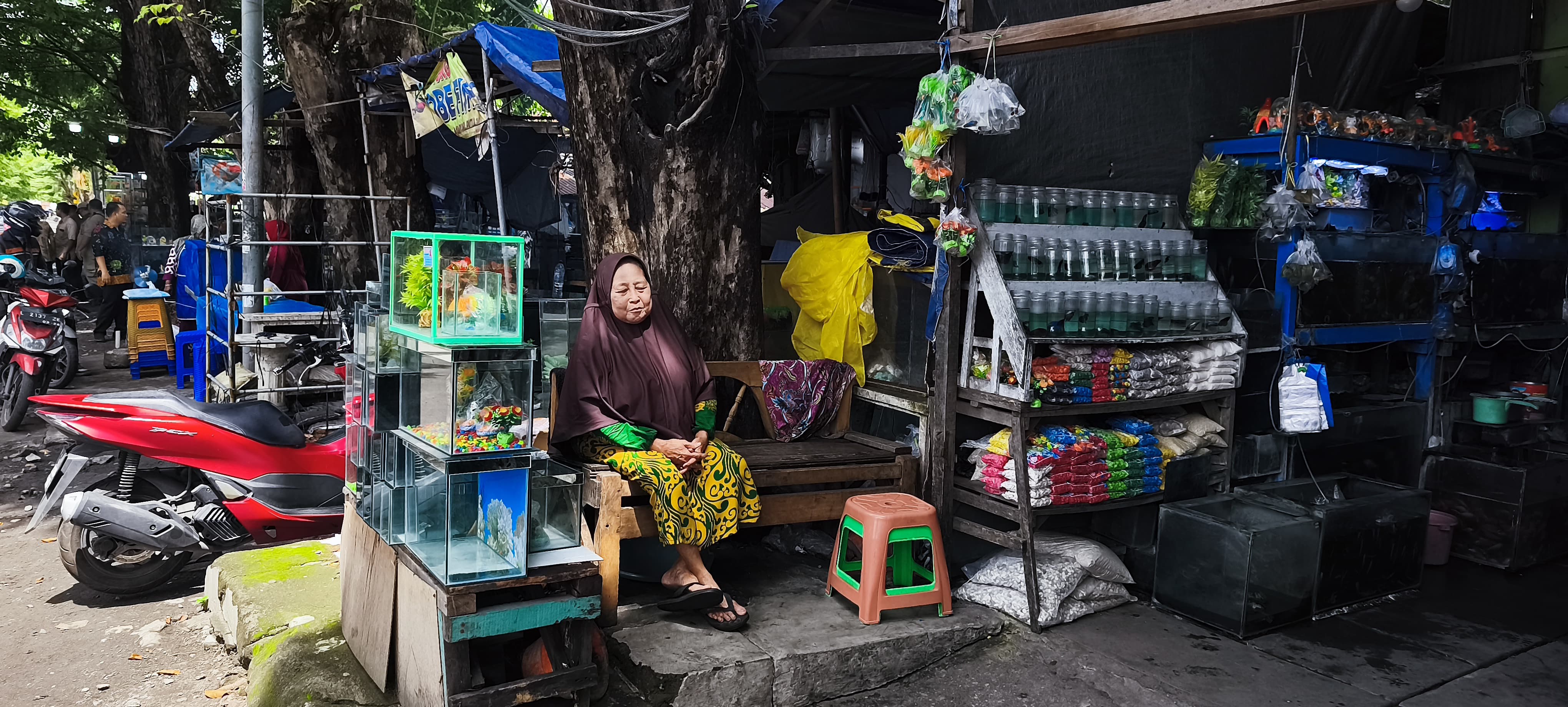 Pesona Ikan Hias Pudar, Pedagang Meratap