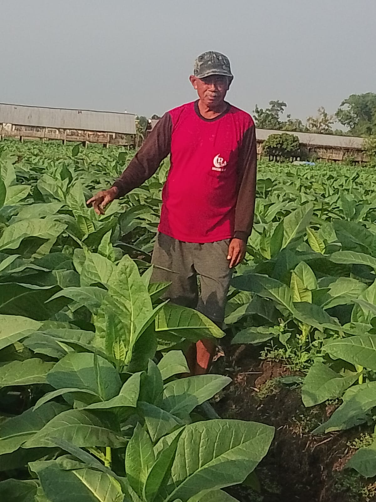 Petani Tembakau Utara Brantas Waswas Anomali Curah Hujan Picu Gagal Tanam