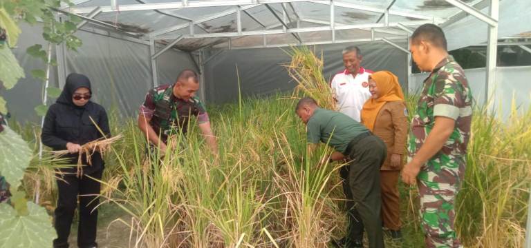 Optimalisasi Limbah Plastik untuk Tanam Padi, Inovasi Ketahanan Pangan di Lamongan