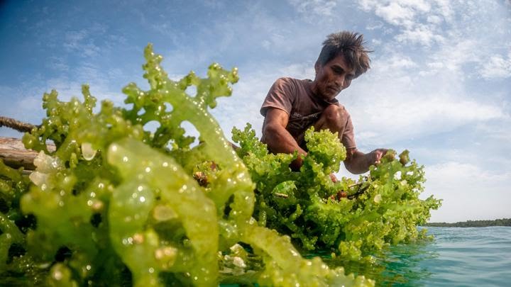 Pemerintah Wacanakan Hilirisasi, Rumput Laut Bisa Jadi Opsi