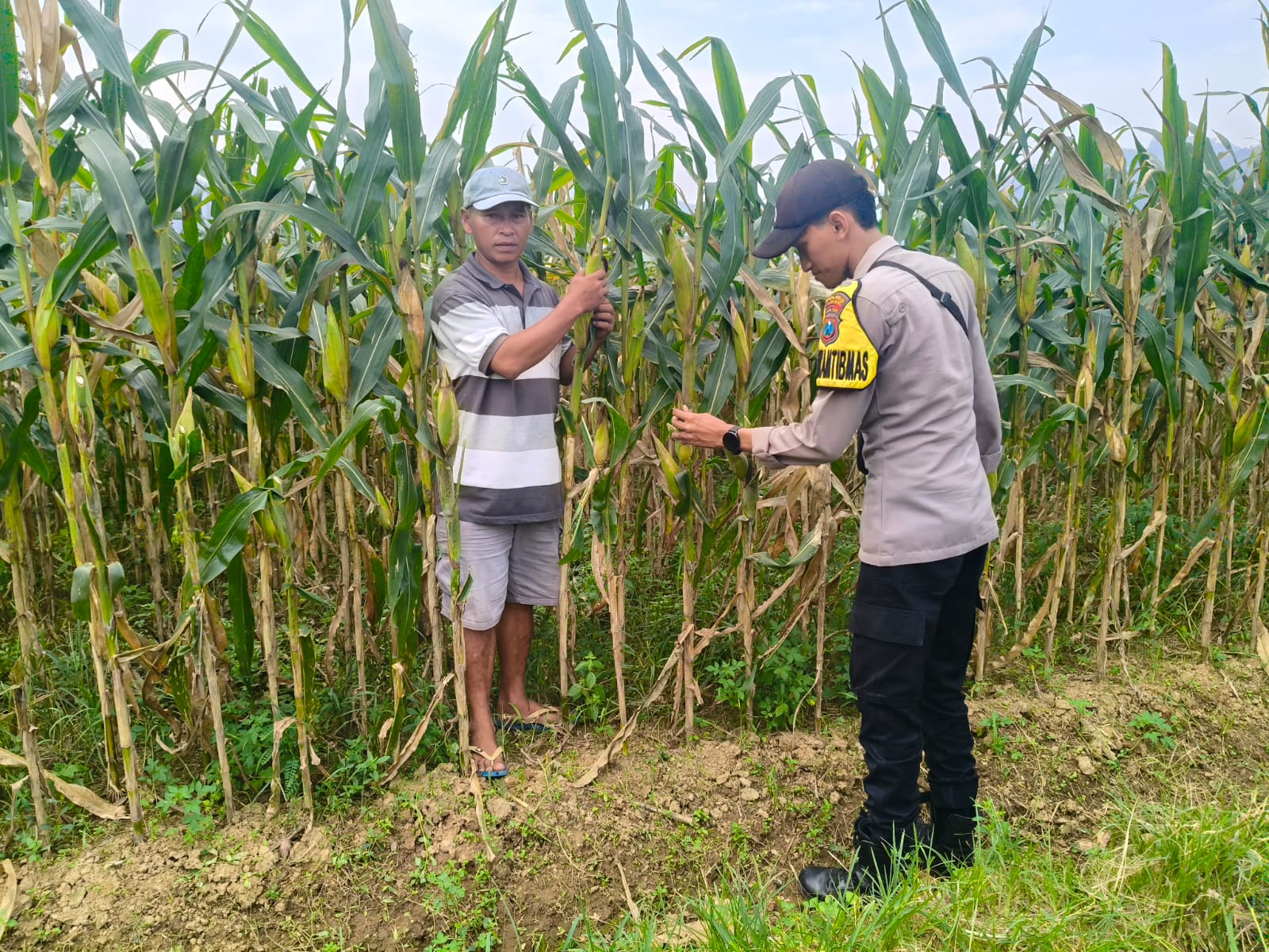 Polsek Tempursari Tinjau Lahan Jagung Warga, Dukung Program Ketahanan Pangan Nasional