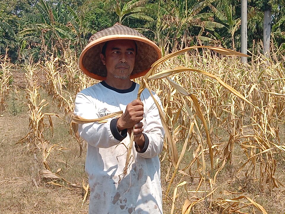 Dilanda Kekeringan, Petani di Pasuruan Dihantui Gagal Panen Lagi