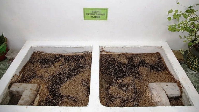 Warga Kebonsari Harap Lurah Baru Dukung Pengembangan Rumah Maggot