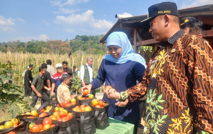 Janji Khofifah Menguap: Tomat Petani Madiun Membusuk, Ancam Banjiri Pendopo!