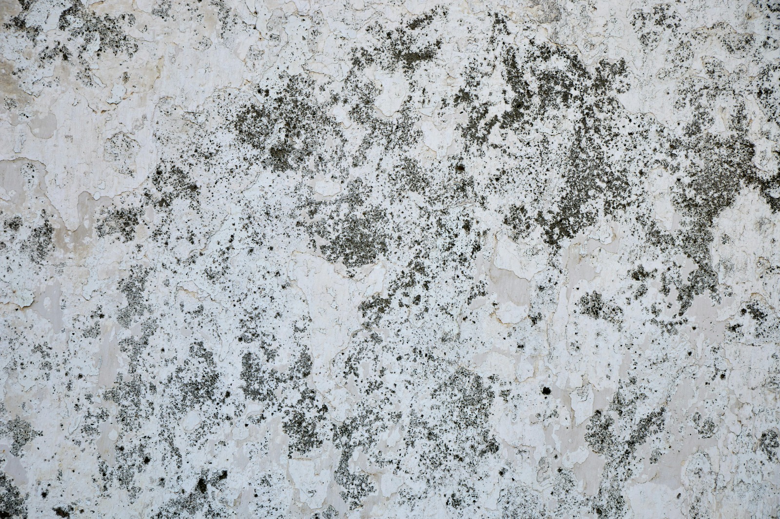 Waspada Masalah Dinding Pascahujan, Ini Strategi Tuntaskan Tembok Lembap dan Jamur agar Rumah Tetap Sehat