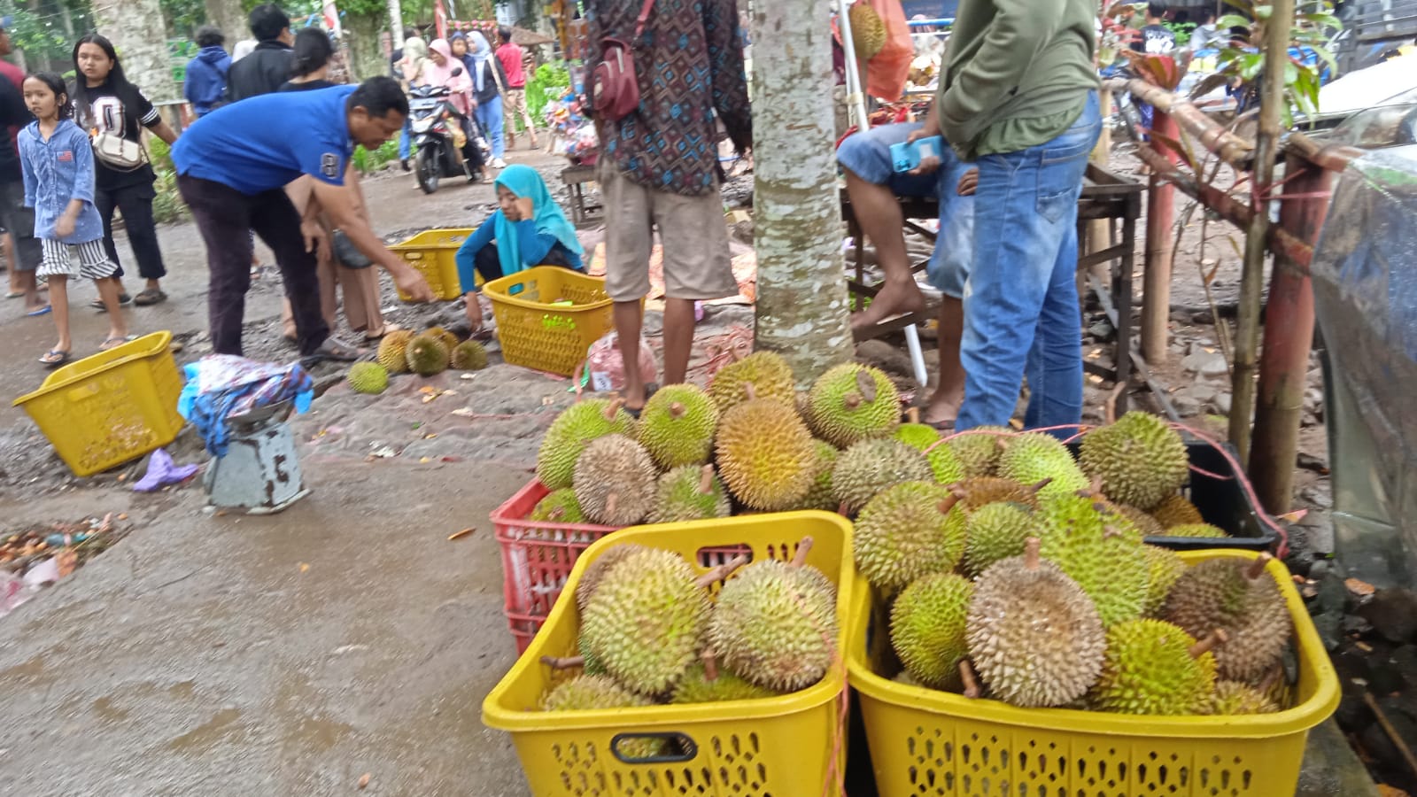 Kampung Durian Jember, Wisata Alam dan Kuliner Durian yang Sempurna