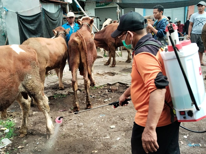 Peternak di Kabupaten Pasuruan Andalkan Obat Alami, Waspada Penyebaran PMK