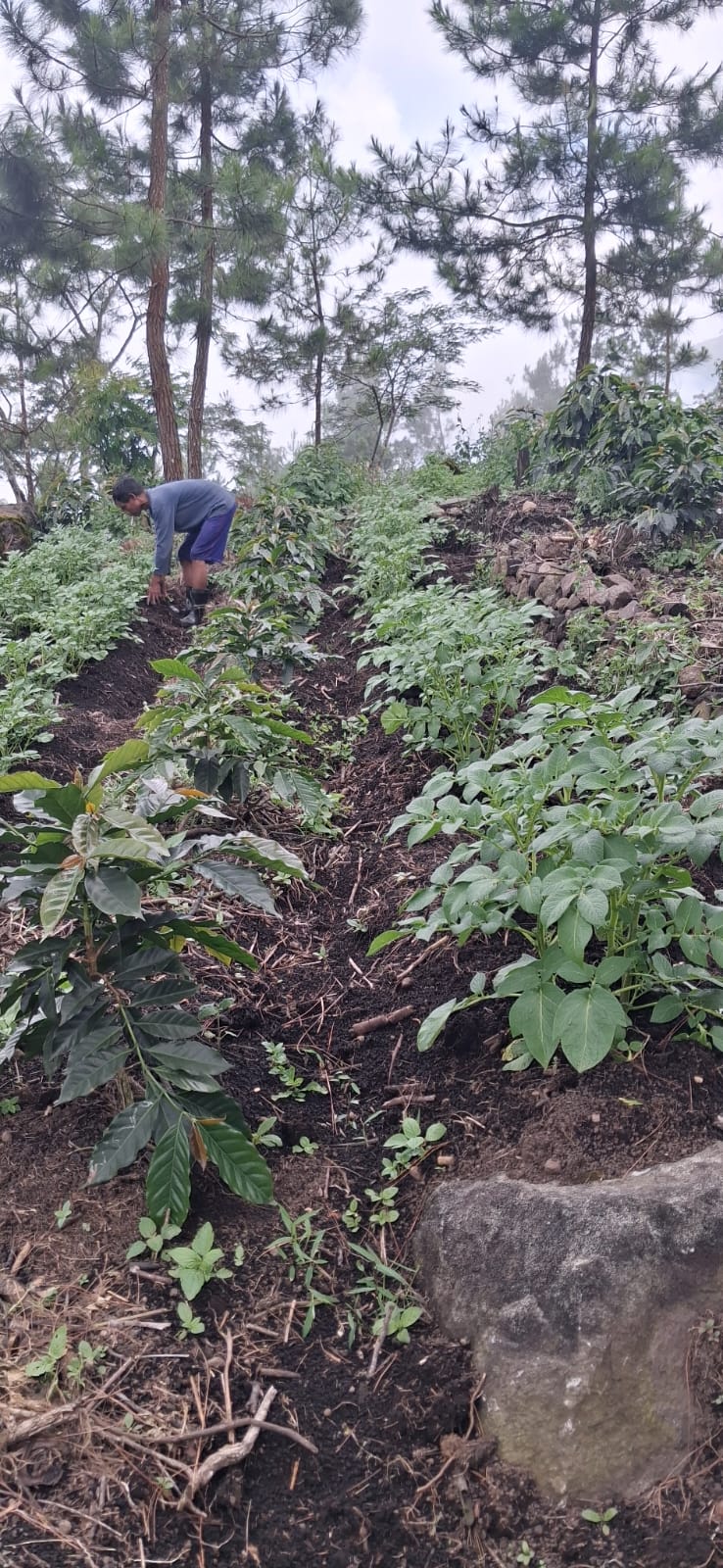 PLN Indonesia Power UBP Grati Perkuat Ketahanan Ekosistem Gunung Arjuno melalui Program Eco Agropreneur