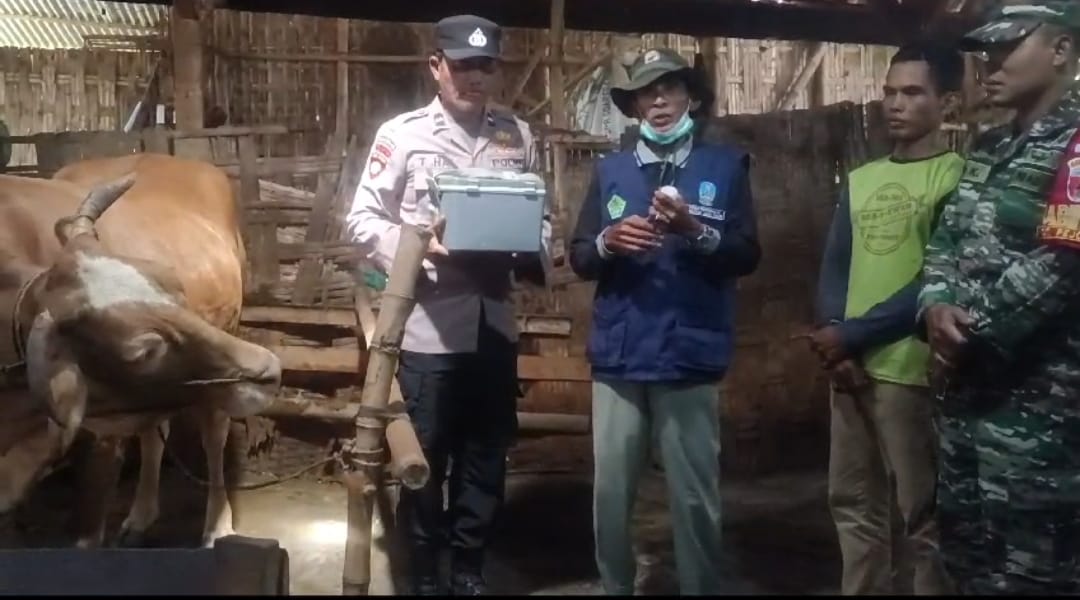 Cegah Penyebaran PMK, Polsek Kepohbaru Dampingi Petugas Dinas Peternakan Lakukan Penyuntikan Hewan