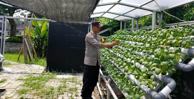 Polsek Pabean Cantikan Dukung Ketahanan Pangan Lewat Pembinaan Petani Hidroponik