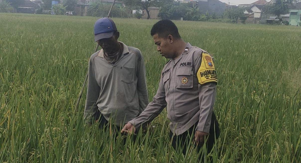 Aipda Dwi Pujoko Terjun Langsung Dampingi Petani Desa Semanding Tingkatkan Hasil Panen