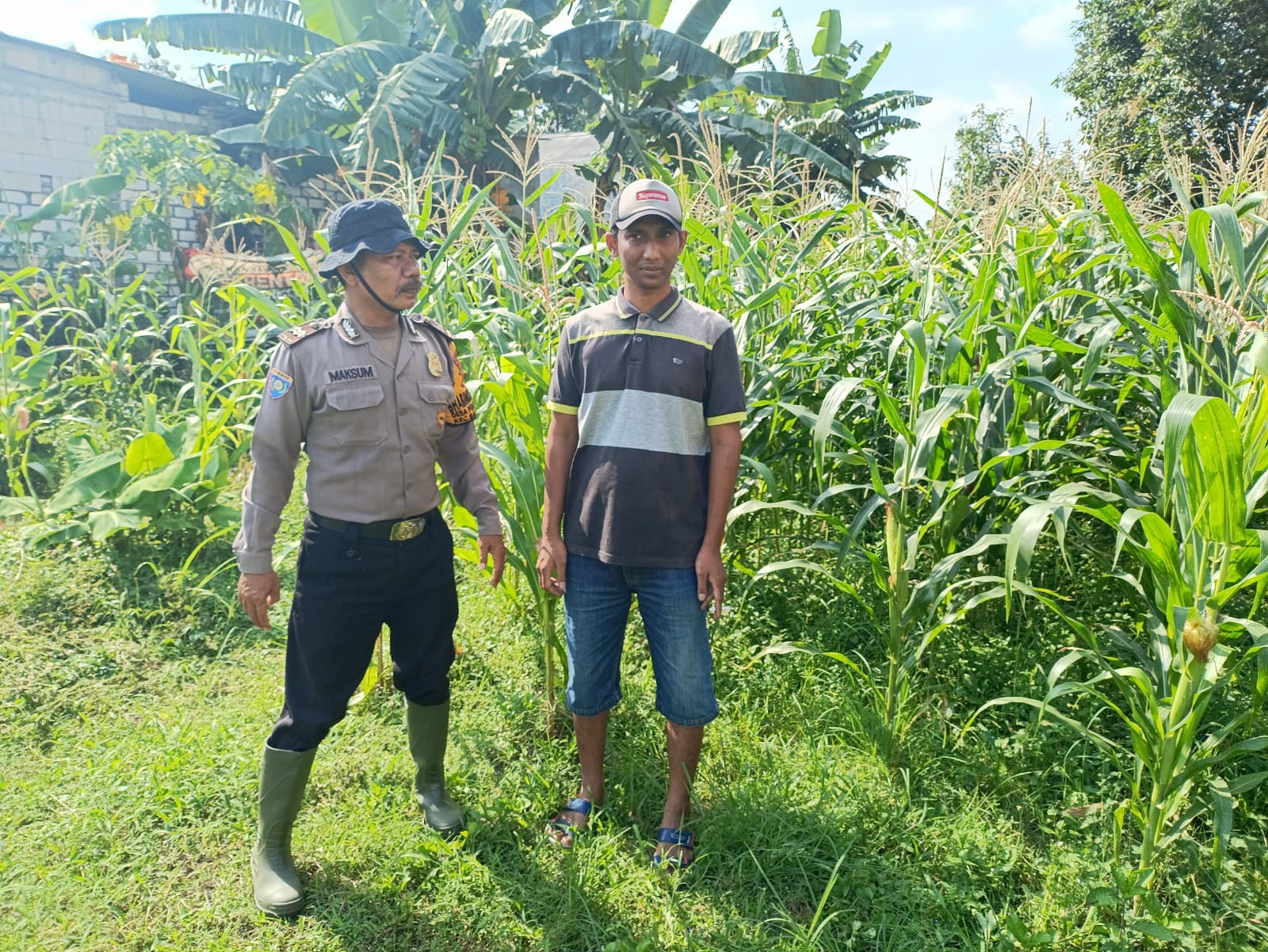 Polsek Balongbendo Dampingi Warga Kelola Tanaman Jagung