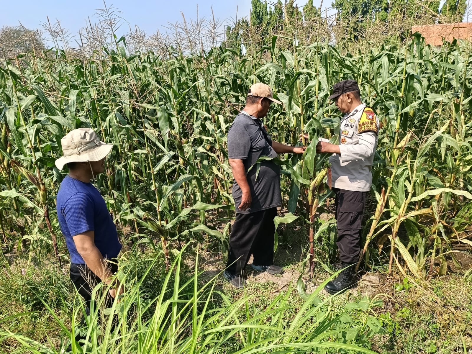 Dukung Swasembada Pangan, Polsek Sidoarjo Kota Dampingi Perawatan Jagung