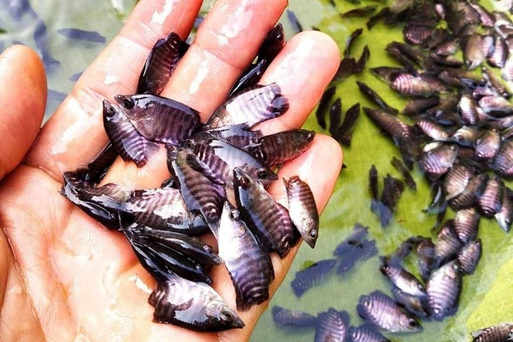 Wabup Lumajang Tebar 1.750 Ribu Bibit Ikan di Rowo Kancu
