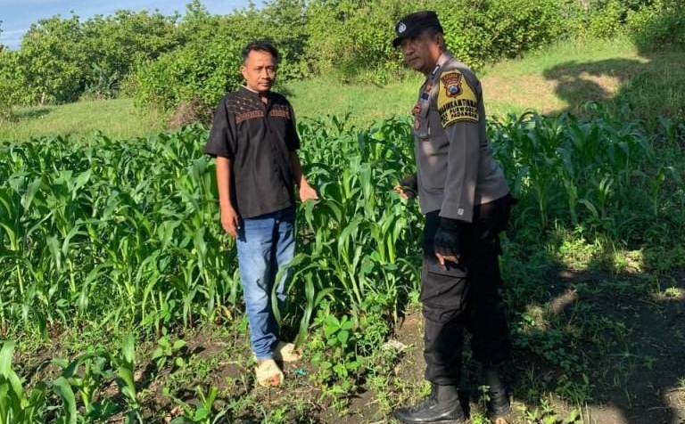 Bhabinkamtibmas Polsek Padangan Tinjau Lahan Tanaman Jagung Program Asta Cita Presiden di Desa Ngeper