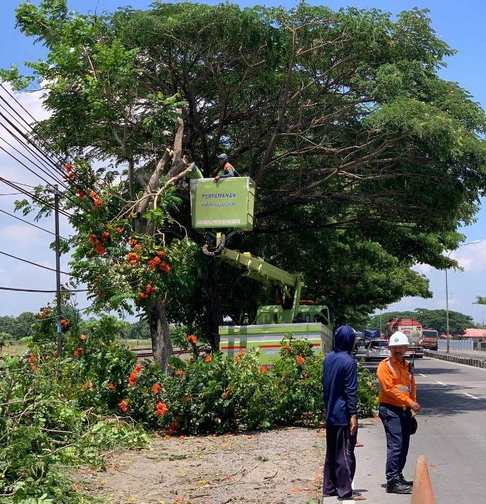Pemkab Lamongan Lakukan Pemangkasan Pohon Antisipasi Cuaca Ekstrem