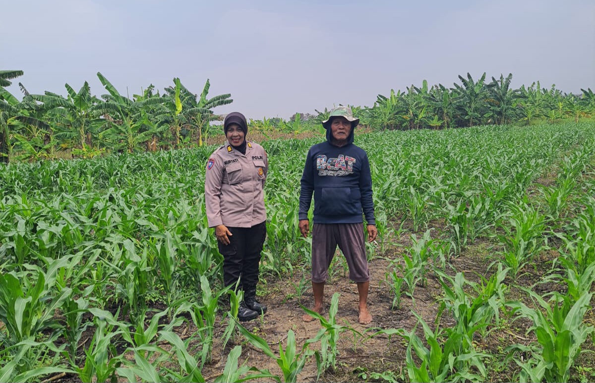 Polsek Gedangan Bersama Petani Punggul Optimalkan Panen Jagung 