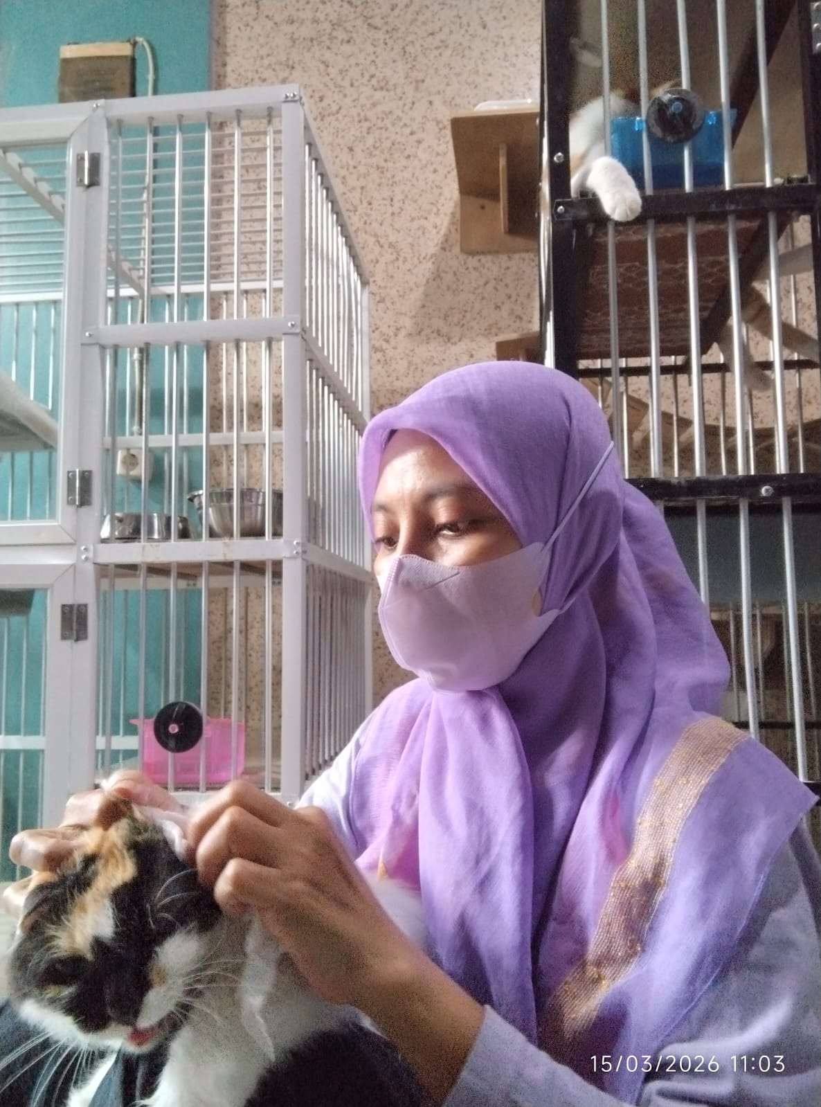 Solusi Mudik Tenang, Jasa Cat Sitter dan Penitipan Kucing di Surabaya Banjir Order Jelang Lebaran