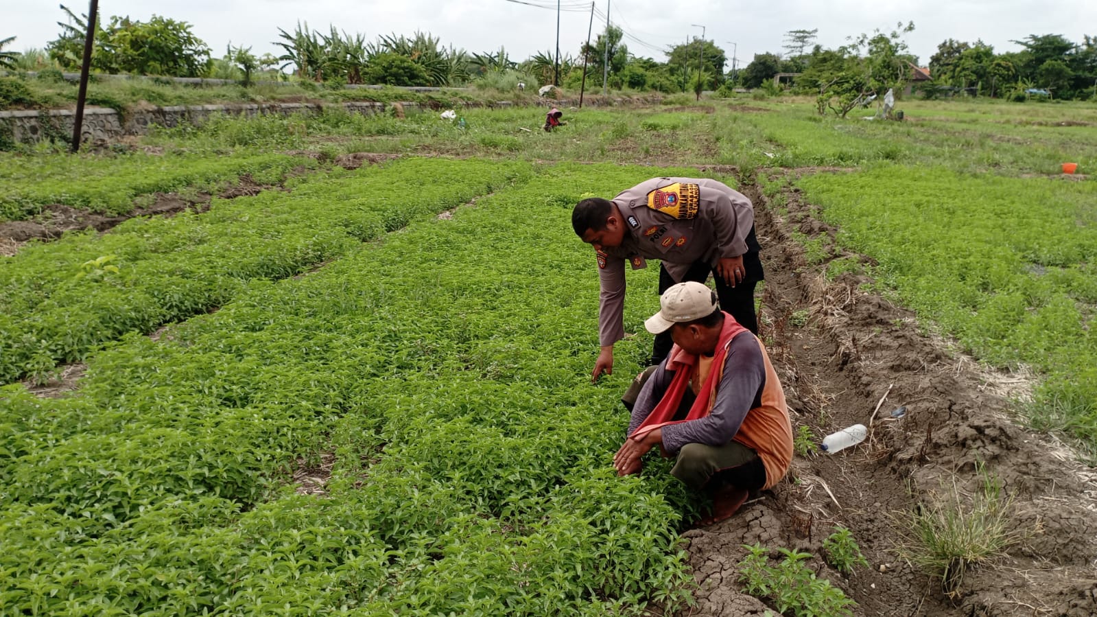 Dukung Program Asta Cita, Polisi di Sidoarjo Tanam Sayur bersama Warga Grabagan Tulangan