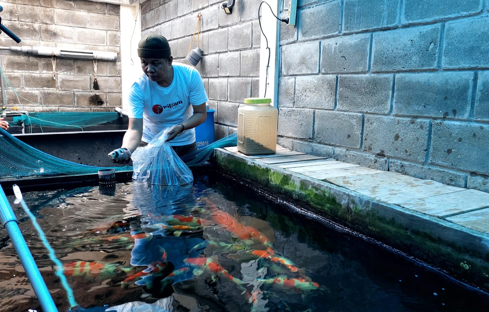 Mengintip Kolam Budidaya Ikan Koi Milik AKBP Cecep Ibrahim, Pernah Ditawar WNA Ratusan Juta