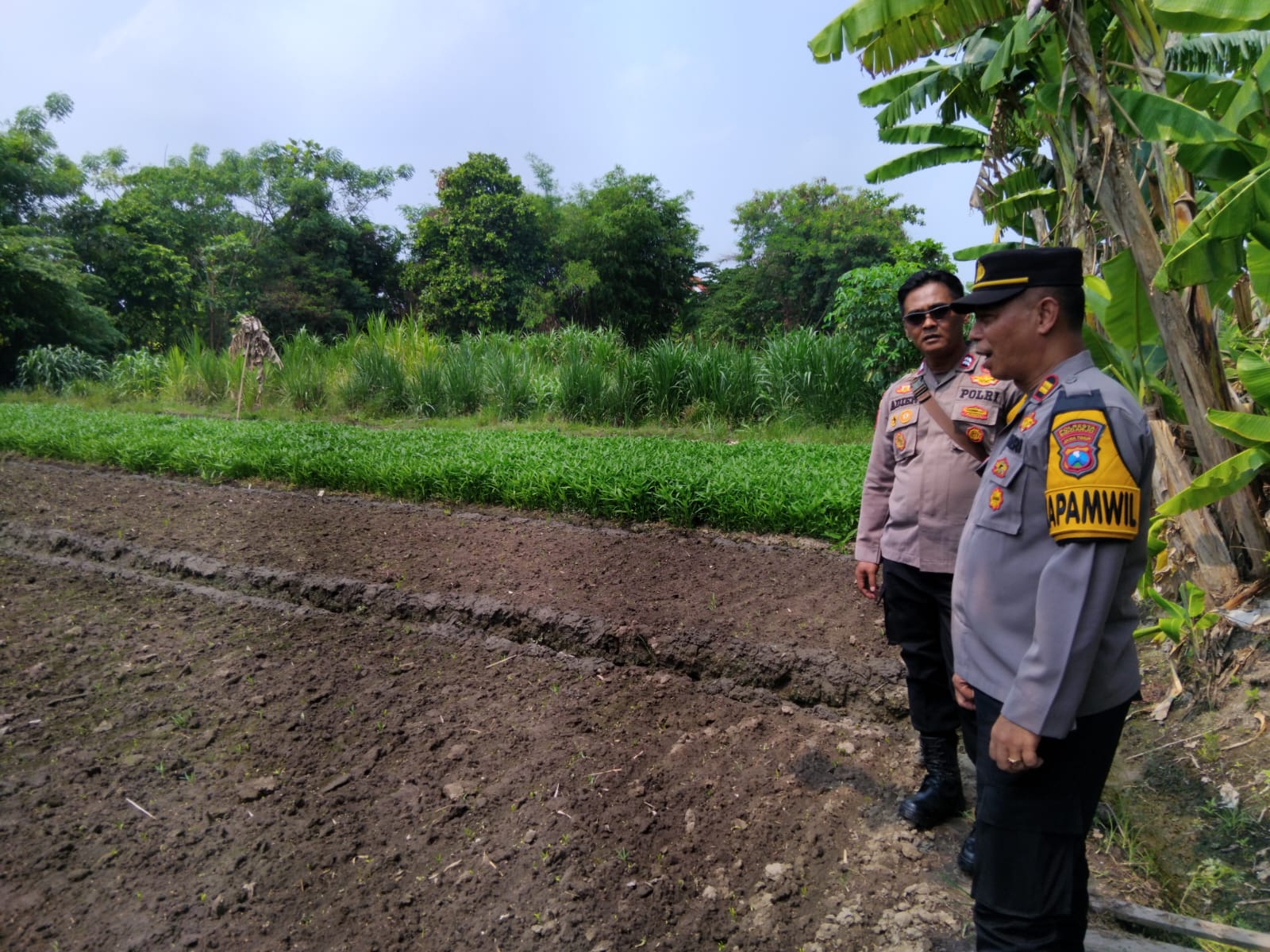 Polsek Krembung Gandeng Petani Rejeni, Dongkrak Ketahanan Pangan Budi Daya Kangkung