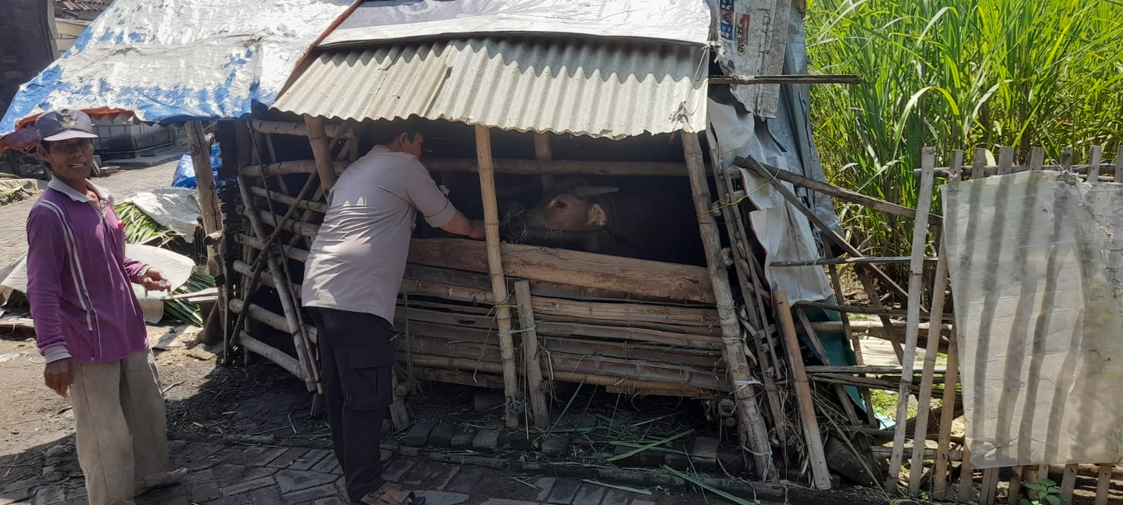 Polisi Blusukan ke Kandang Kambing Prambon, Imbau Peternak Jaga Kesehatan Hewan Kurban Jelang Iduladha