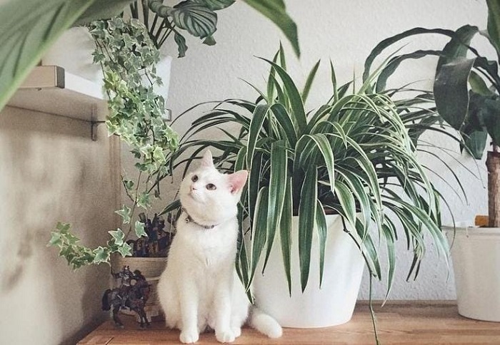 Punya Anabul di Rumah? Ini 5 Rekomendasi Tanaman Hias yang Aman untuk Hewan Peliharaan 