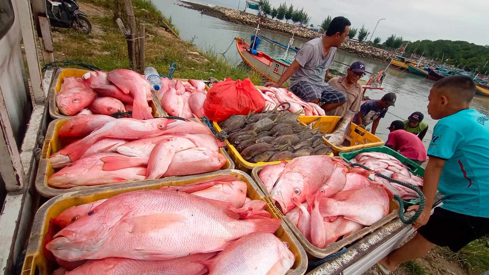 Konsumsi Ikan di Lamongan Tahun 2023 Meningkat