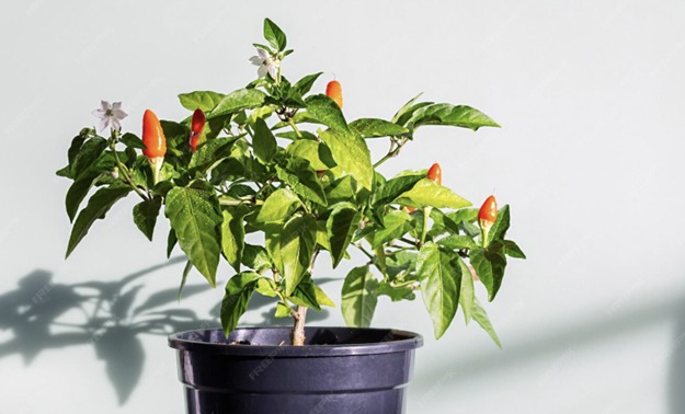 Cara Rawat Tanaman Cabai di Pot agar Berbuah Lebat dan Terhindar dari Hama Patek   