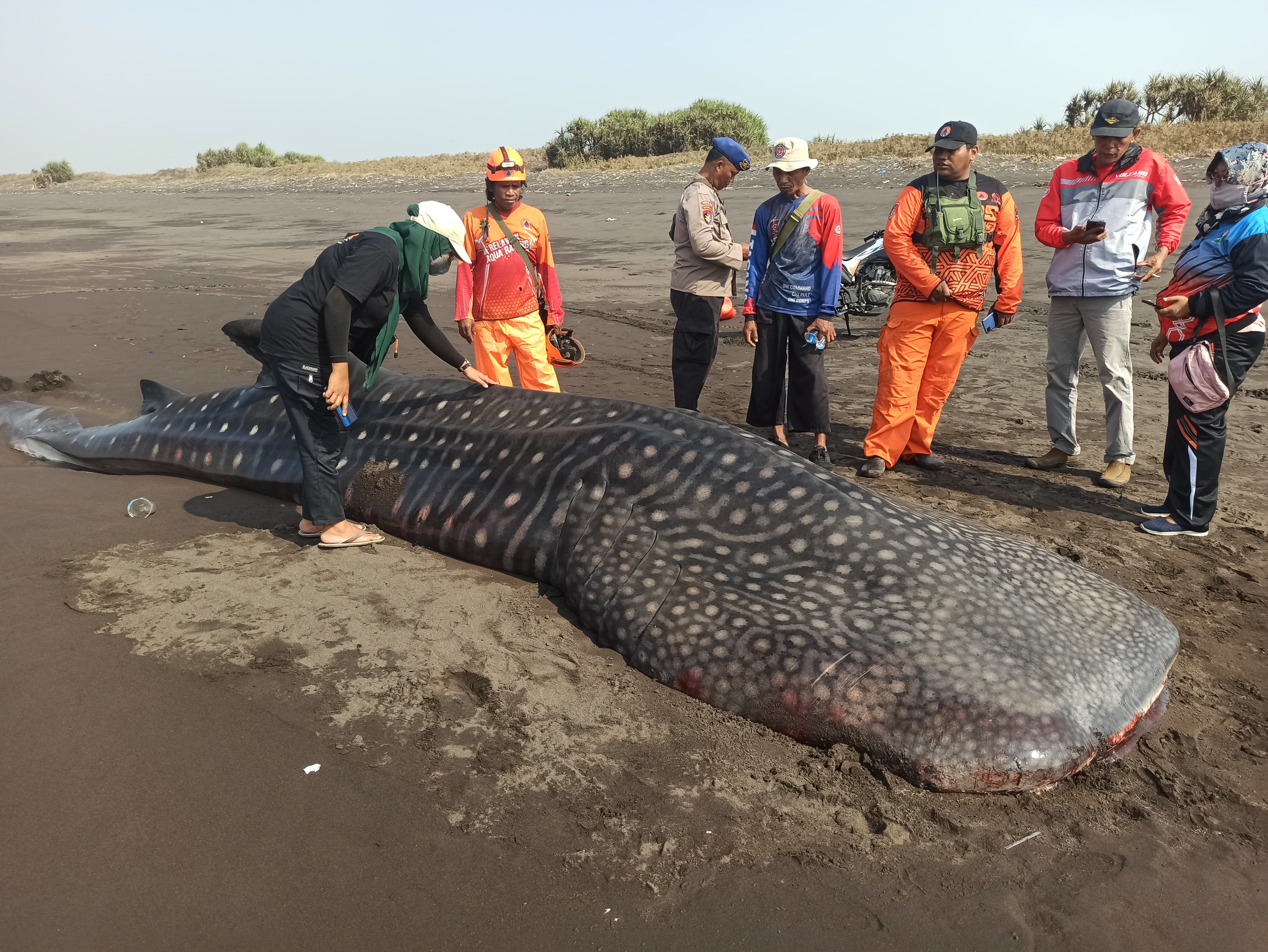 Hiu Tutul Raksasa Mati Terdampar di Pantai Puger, Upaya Penyelamatan Gagal