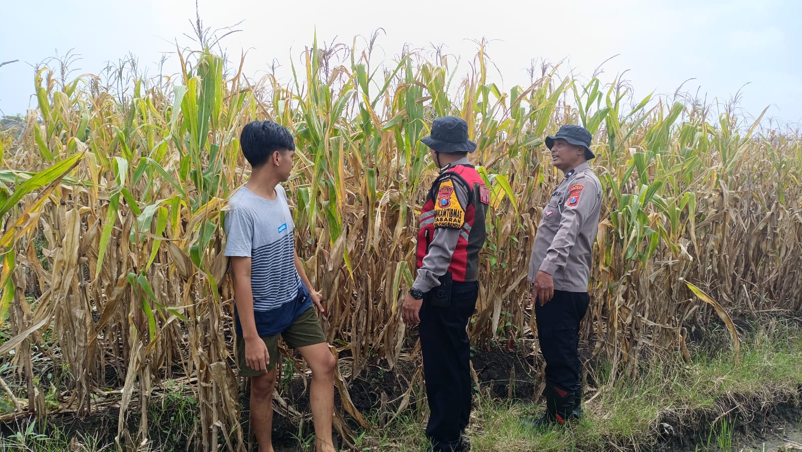 Dukung Swasembada Pangan, Polisi Cek Lahan Jagung Siap Panen di Balongbendo Sidoarjo