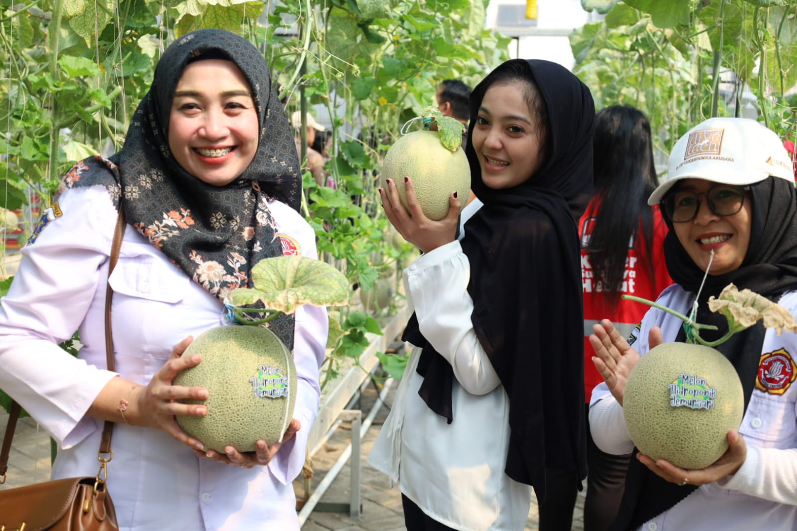 Urban Farming Melon di Lahan Fasum Berbuah Manis, Poktan Jemurwonosari Panen 325 Melon