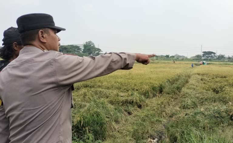 Polsek Tandes Dukung Panen Raya Padi di Banjarsugihan Surabaya