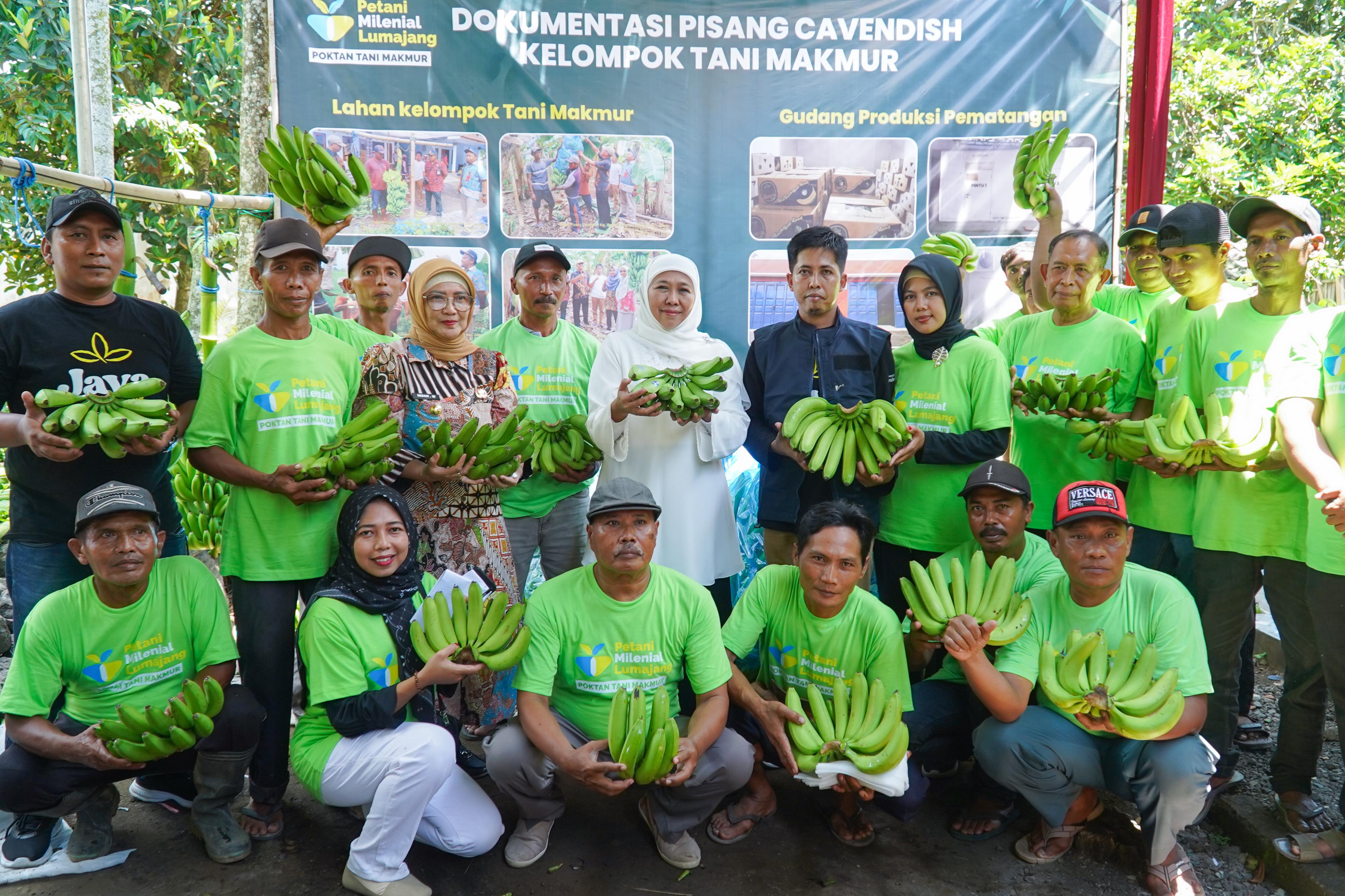 Khofifah Panen Pisang Bersama Petani Millenial 