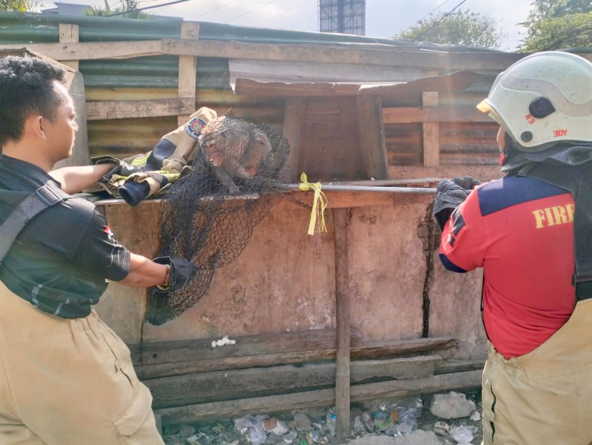Drama Evakuasi Monyet di Kutisari, Satu Berhasil Dievakuasi, Satunya Buron