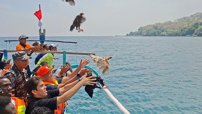 Begini Keunikan Lomba Ayam Sap-Sap yang Kembali Digelar di Pantai Pasir Putih Situbondo