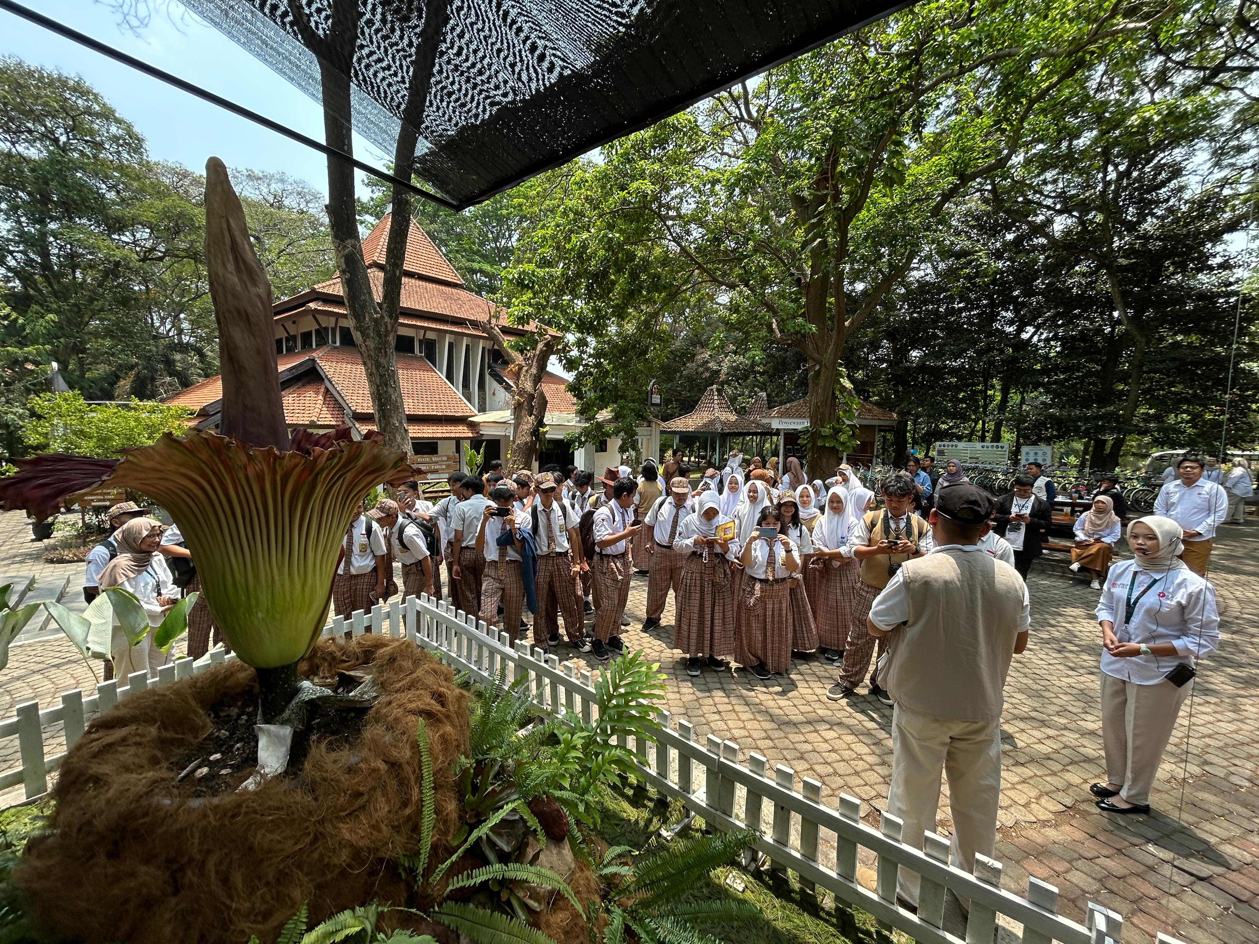 Bunga Bangkai Mekar Sempurna di Kebun Raya Purwodadi