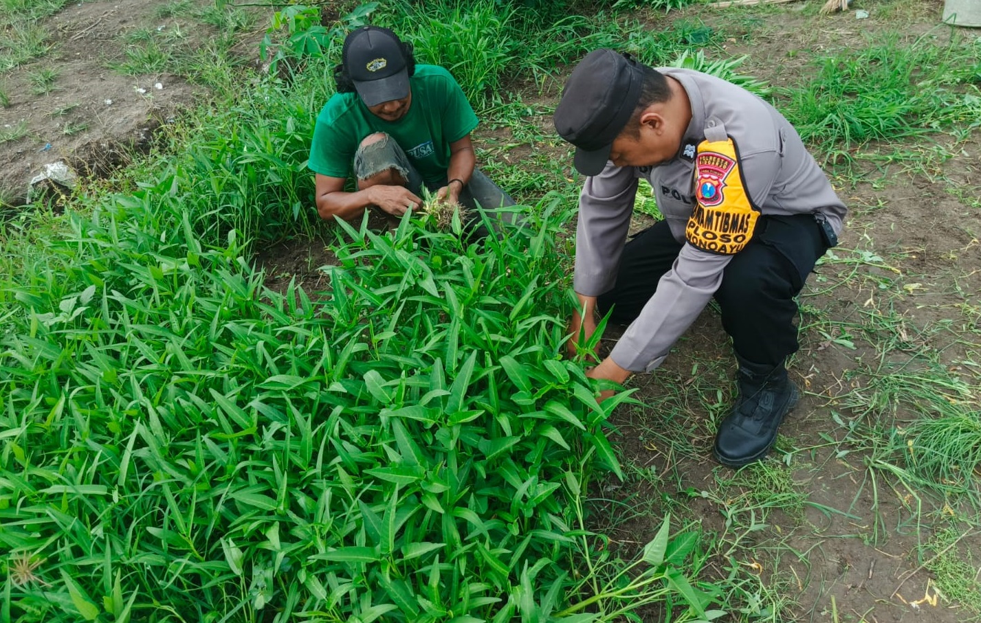 Siap Panen Kangkung, Bhabinkamtibmas Ploso Wonoayu Bersama Warga Optimistis Wujudkan Ketahanan Pangan