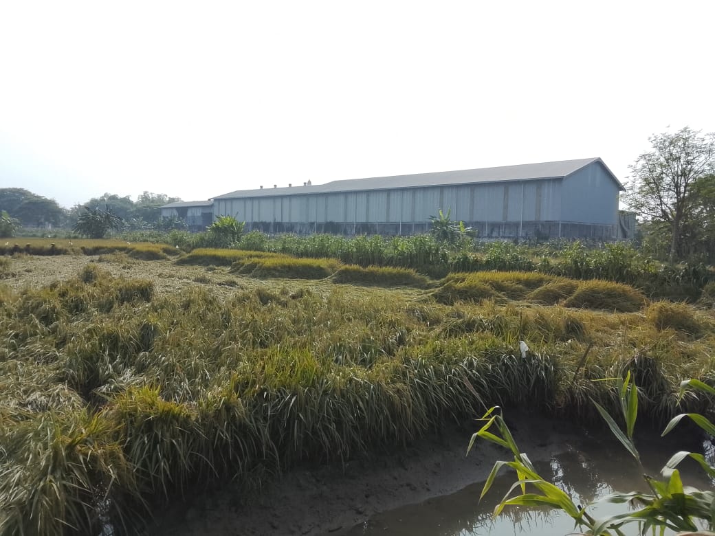 Ratusan Hektare Padi di Lamongan Roboh, Petani Terancam Gagal Panen