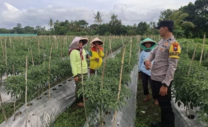 Dukung Ketahanan Pangan, Peran Bhabinkamtibmas Polresta  Banyuwangi Dalam Budi Daya Cabai