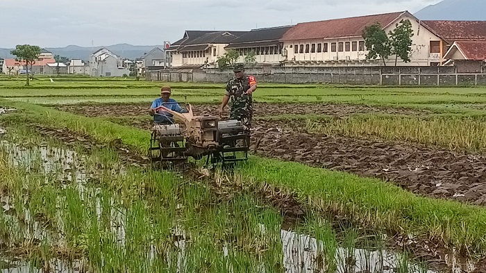 Dampingi Petani, Babinsa Pulo Berikan Motivasi Dalam Meningkatkan Produksi Padi