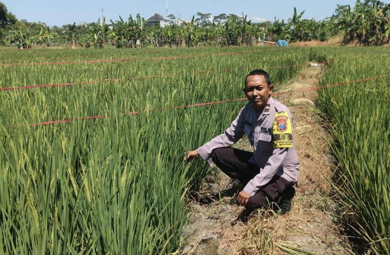 Polsek Benowo Pantau Ketahanan Pangan di Wilayah Hukumnya