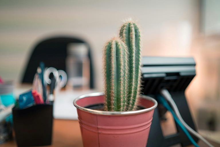 Meja Kerja Lebih Hidup, Ini 5 Tanaman Hias Mini yang Wajib Dicoba