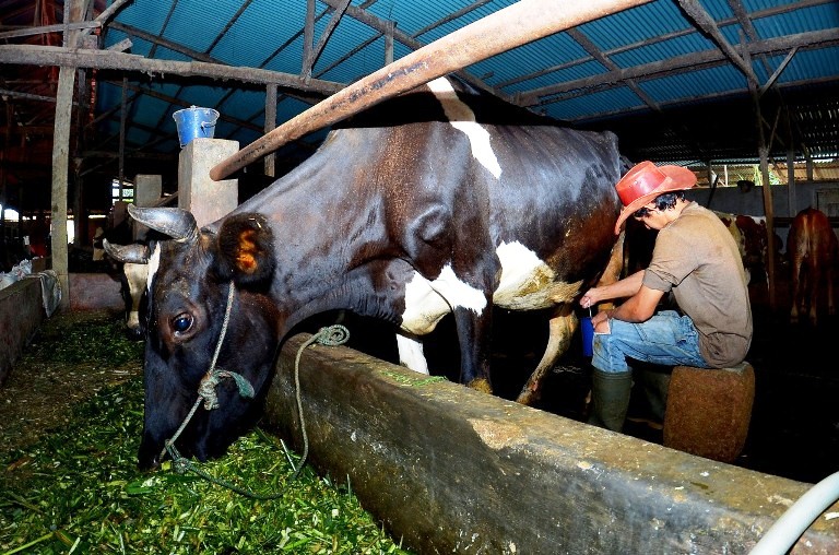 Dapatkan Fasilitas Pembiayaan dan Transaksi BRI, Klaster Susu di Ponorogo Tingkatkan Kapasitas Produksi