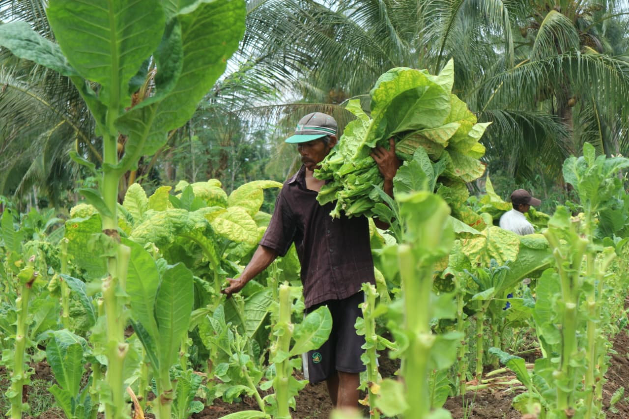 Satu-satunya di Indonesia, Tembakau Cerutu Jember Kini Jadi Pemain Tunggal di Pasar Global