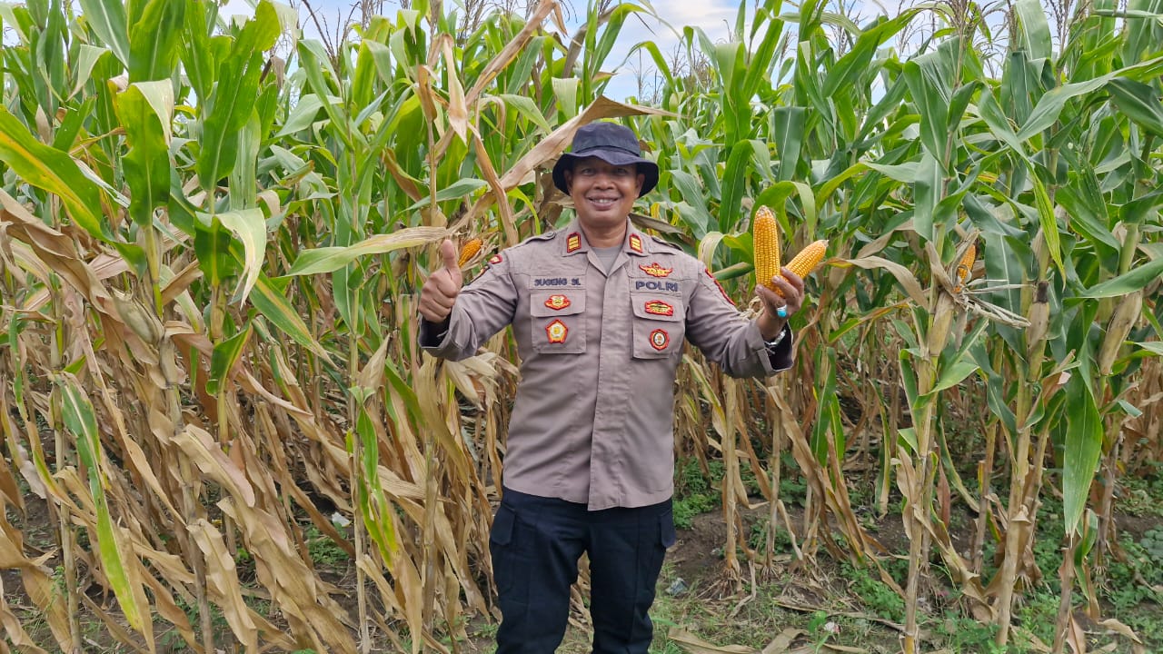Polsek Balongbendo Dukung Program Ketahanan Pangan Lewat Pendampingan Panen Jagung