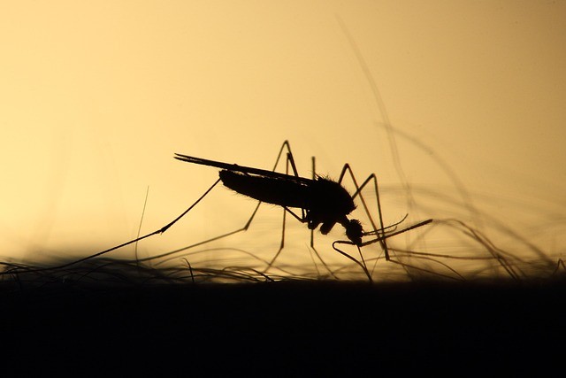 Fakta-Fakta Nyamuk Wolbachia Bisa Menekan Kasus DBD